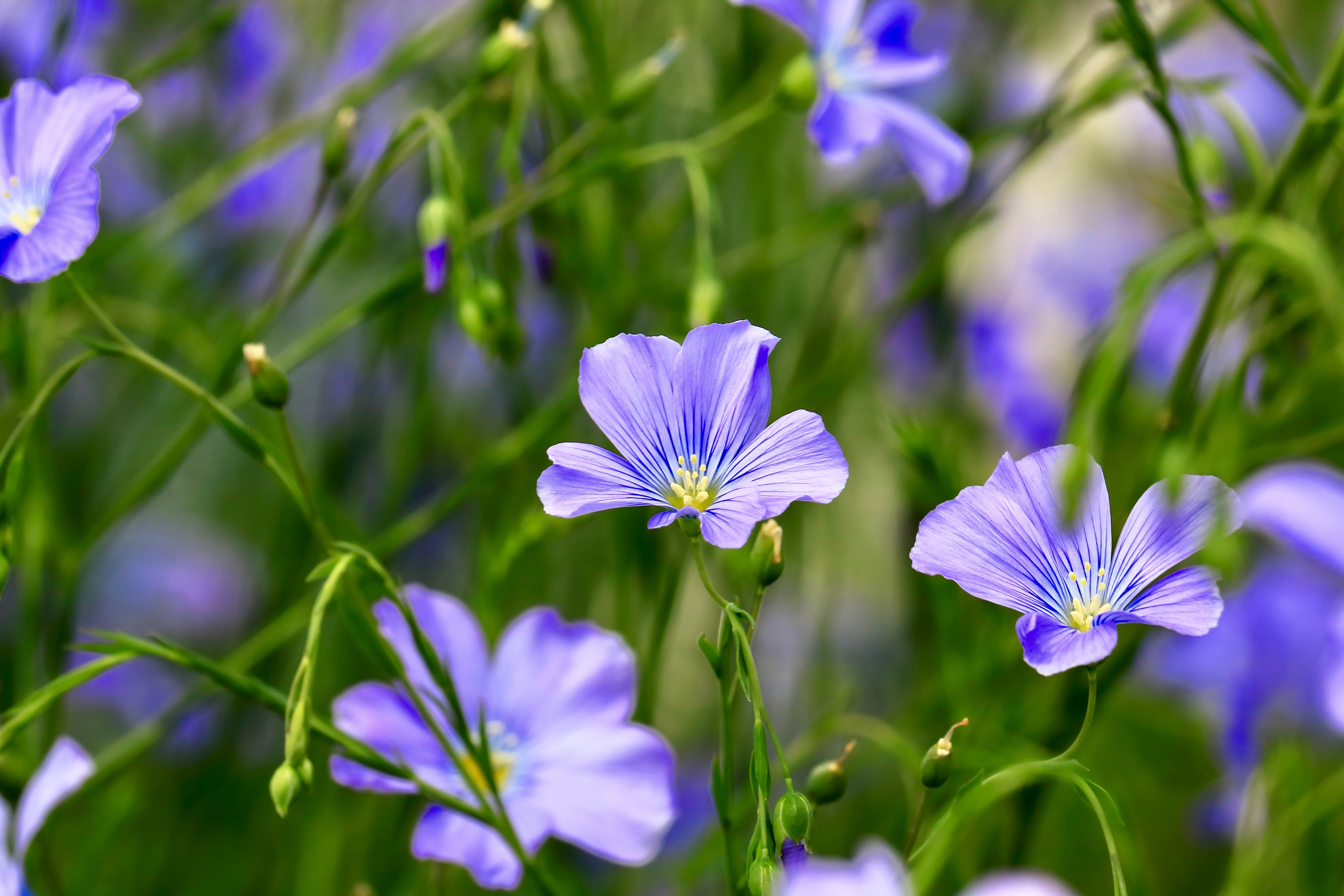 린넨과 울의 치유력, 그리고 합성 섬유의 그림자